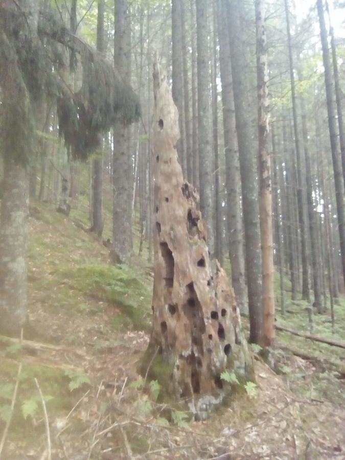 Гостевой дом Садиба у Власія Putyla-48